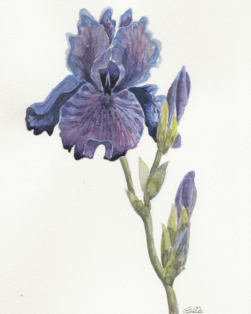 Watercolour Painting – Iris