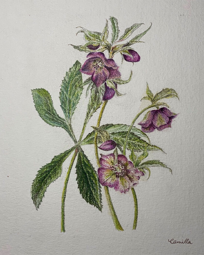 Watercolour Painting – Purple Flowers