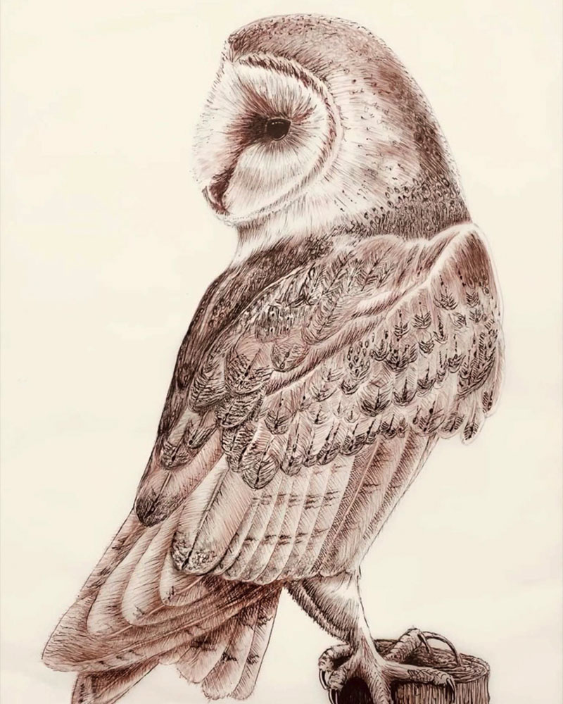 Wildlife – Barn Owl