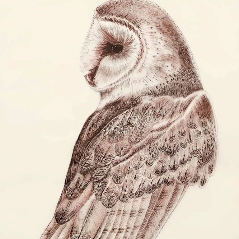 Wildlife – Barn Owl
